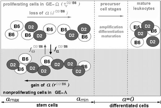 Figure 1. Schematic representation of the model concept for a chimeric situation. Cellular development within the stem cell compartment (left) is characterized by the possibility of individual cells (black and white circles) to reside in 2 different growth environments (GE-A, gray; GE-Ω, white). The affinity (a) of cells to reside in GE-A can reversibly change depending on the actual GE (gain in GE-A, loss in GE-Ω). The processes of a-loss/gain and of transition between the 2 growth environments (characterized by the model parameters d, r, and fα, fω, respectively) are assumed to be strain specific, illustrated by the D2/B6 superscripts. The same holds for the process of proliferation (amplification due to cell division), which is described by the average generation time τc. Cells that have lost the potential to change to GE-A and, therefore to regain a (denoted as differentiated cells), will pass through different precursor stages to become mature leukocytes. Regulation processes of precursor and mature cell stages are neglected in the current model version.