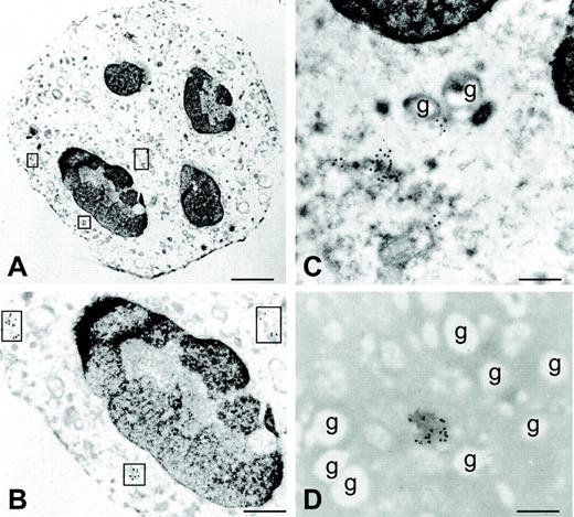 Figure 6. BLyS localization by immunoelectron microscopy. The figure shows an ultrastructural immunocytochemistry for golgin (A-C) and BLyS (D) within G-CSF–treated neutrophils, using specific primary monoclonal antibodies and gold-labeled secondary antibodies (15-nm gold particles). All images were obtained from the same experiment. (A-C) Cells are stained with uranyl acetate and lead citrate to enhance the contrast and to allow better visualization of cell morphology and ultrastructure. (B) Area of panel A at higher magnification. (A-B) Areas marked by squares represent vesicles of Golgi complexes. (C-D) Golgian fields at high magnification and the absence of BLyS immunoreactivity in granules (indicated by “g”). Scale bars: (A) 750 nm; (B) 350 nm; (C-D) 200 nm. All images were obtained from a representative experiment of 4 performed with similar results. Original magnification: A, 6300 ×; B, 15 750 ×; C, D, 20 000 ×. Images were acquired using a Zeiss EM 10 electron microscope (Zeiss, Oberkochen, Germany); magnification and numerical aperture of the objective lens, 30 micron; gold-labeled sections were stained with uranyl acetate and lead citrate; images were directly photographed by the microscope, using film from Eastman Kodak Company (New York, NY). EM images were digitized using the ACSee 5.0 Software (ACD System Ltd., Victoria, British Columbia, Canada), and composed in Corel Draw 12.0 (Corel Corporation, Sapphire Court, Berkshire, UK).