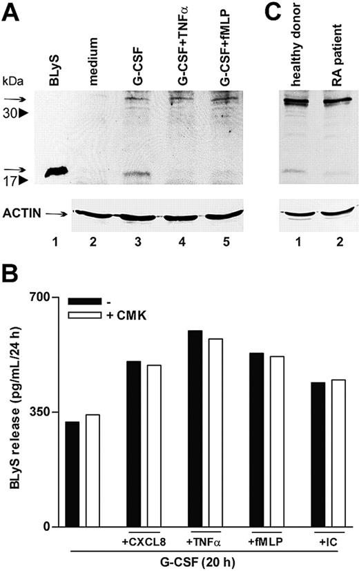 Figure 7. TNF-α and fMLP do not activate BLyS intracellular processing. (A) Neutrophils were incubated for 20 hours with or without G-CSF and then were stimulated with TNF-α and fMLP. After 4 hours, cells were lysed, as described in “Patients, materials, and methods.” Whole cell extracts (180 μg) were electrophoresed, blotted, and analyzed for BLyS protein expression using a specific anti-BLyS polyclonal antibody recognizing membrane-bound (arrow at 32 kDa) and soluble BLyS (arrow at 17 kDa) forms. The experiment shown is representative of 2. (B) Neutrophils were cultured for 20 hours with G-CSF and then were stimulated with CXCL8, TNF-α, fMLP, and IC in the absence or the presence of CMK. Culture supernatants were harvested and then processed for BLyS determination by specific ELISA. The experiment depicted is representative of 3. (C) SW neutrophils isolated from patients with RA and healthy subjects were lysed and subjected to immunoblot analysis for intracellular BlyS, as described. The experiment shown is representative of 2.
