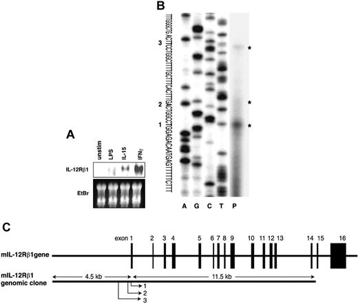 Figure 1. Expression and molecular cloning of the mouse IL12RB1 gene. (A) IL-15 and IFN-γ, but not LPS, induce IL12RB1 gene expression in a mouse macrophage cell line. RAW264.7 cells were left untreated (unstim) or treated for 4 hours with 1 μg/mL LPS, 10 ng/mL IL-15, or 10 ng/mL IFN-γ. Total RNA (20 μg each) was prepared for the Northern blot analysis using a 32P-labeled IL12RB1 cDNA probe. Gene expression of IL12RB1 and a picture of the ethidium bromide (EtBr)–stained gel are shown. (B) Transcription start sites of the IL12RB1 gene were mapped by primer extension analysis. The transcribed product (P) was run along with sequencing ladder from the same primer on a 6% polyacrylamide/urea gel. Asterisks indicate the transcribed products; 3 transcriptional start sites are shown, and the proximal major site was designed as +1. (C) Schematic presentation of the mouse IL12RB1 gene. Black boxes represent exons. Positions of 3 transcriptional start sites are indicated.