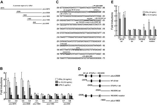 Figure 2. Functional elements required for IL12RB1 transcriptional activation. (A) Schematic presentation of the IL12RB1 promoter deletion constructs. A series of 5′ promoter deletion constructs were cloned into pGL3-basic vector and were stably integrated into RAW264.7 cells. The number of each construct corresponds to its 5′ end. (B) RAW264.7 cells stably integrated with IL12RB1 deletion constructs were cultured without serum at 1 × 105 cells/plate for 24 hours. Cells were left untreated or were treated with one of the following: 10 ng/mL IFN-γ, 10 ng/mL IL-15, or 1 μg/mL LPS for 8 hours before lysate preparation for luciferase assays. Luciferase activity from 2 independent clones of each deletion construct was examined. Basal luciferase activity of untreated cells was generally similar among all the examined clones. Results are expressed as fold induction over untreated controls (mean ± SD). (C) The nucleotide sequence of the region required for the IL12RB1 promoter activation by IFN-γ and IL-15, potential binding sites for transcription factors, are indicated by bold capital letters. Arrows identify the 5′ end of deletion constructs, and nucleotides used as primers for ChIP assays were underlined. (D) Schematic presentation of the second series of IL12RB1 promoter deletion mutant. Black boxes represent binding elements for indicated transcription factors. (E) RAW264.7 cells stably integrated with a second series of promoter deletion mutant (as in panel D) were cultured and plated as described in panel B. Cells were left untreated or were treated with 10 ng/mL IFN-γ or 10 ng/mL IL-15 for 8 hours before lysate preparation and luciferase assays. Basal luciferase activity of untreated cells was generally similar among the examined clones. Fold inductions by IFN-γ or IL-15 are expressed as described in panel B.