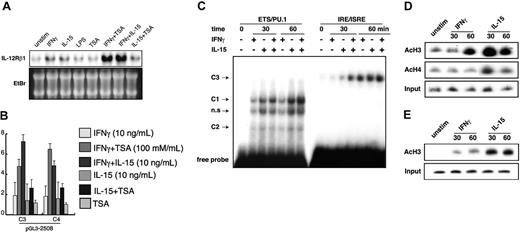 Figure 4. IL-15, synergistically with IFN-γ, activates IL12RB1 gene transcription. (A) RAW264.7 cells were left untreated (unstim) or were stimulated with either of the following: 1 μg/mL LPS, 10 ng/mL IL-15, 10 ng/mL IFN-γ, or combination IL-15 and IFN-γ for 4 hours. In some experiments, cells were pretreated with 100 mM TSA before stimulation. Total RNA was prepared for Northern blot analysis. Gene expression of IL12RB1 and a picture of the ethidium bromide (EtBr)–stained gel are shown. (B) RAW264.7 cells stably integrated with pGL3-2508 luciferase construct were prepared as described for Figure 2B. Cells were left untreated or were treated with 10 ng/mL IFN-γ, 10 ng/mL IL-15, combination IFN-γ and IL-15 for 6 hours with or without the addition of 100 mM TSA before lysate preparation and luciferase assays. Basal luciferase activity of untreated cells was generally similar among all the examined clones. Fold inductions by IFN-γ or IL-15 are expressed as described for Figure 2B. (C) IL-15 and IFN-γ synergistically enhanced protein binding to IRE/ISRE. RAW264.7 cells were left untreated or were treated with IFN-γ, IL-15, or combination IFN-γ and IL-15 for 30 or 60 minutes, and nuclear extracts were prepared for EMSA. EMSA was carried out as described in Figure 3A; inducible protein binding is shown. (D) Acetylation of histone H3 at the IL12RB1 gene is induced by IFN-γ and IL-15. RAW264.7 cells were left untreated (unstim) or were treated with 10 ng/mL IFN-γ or 10 ng/mL IL-15 for the indicated time. After treatment, chromatin was extracted and immunoprecipitated with anti–acetyl-histone H3 or anti–acetyl-histone H4. PCR analyses of DNA products from immunoprecipitation were carried out as described in “Materials and methods.” (E) Mouse peritoneal macrophages were prepared as previously described,30 and the ChIP assays were carried out as described for Figure 4D. Acetylation levels of histone H3 at the IL12RB1 gene are shown.