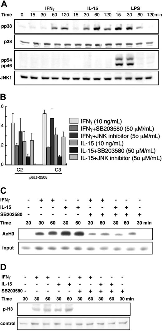 Figure 5. p38 MAPK is involved in the transcriptional regulation of IL12RB1. (A) RAW264.7 cells were treated with 10 ng/mL IFN-γ, 10 ng/mL IL-15, or 1 μg/mL LPS for the indicated time before total cellular lysate preparation. The phosphorylation of p38 (pp38) or JNK (pp54 and pp46) was detected by Western blot analysis using polyclonal antibody (pAb) specific for the phosphorylated p38 or mAb specific for the phosphorylated JNK. As a control, 10% of each lysate was used to detect p38 or JNK using anti-p38 or anti-JNK1 pAb, respectively. (B) RAW264.7 cells stably integrated with pGL3-2508 luciferase construct were prepared as described for Figure 2B. Cells were left untreated or were pretreated with 50 μM SB203580 or 50μM SP600125 for 30 minutes before stimulation with 10 ng/mL IFN-γ or 10 ng/mL IL-15 for an additional 8 hours. Lysates were prepared for luciferase assay. Basal luciferase activity of untreated cells was generally similar among all the examined clones, and the fold inductions are expressed as described for Figure 2B. (C) RAW264.7 cells were pretreated with SB203580 for 30 minutes before stimulation with 10 ng/mL IFN-γ or 10 ng/mL IL-15 for the indicated time. The acetylation of histone H3 was analyzed as described for Figure 4E. (D) RAW264.7 cells were treated as described in panel C. Nuclear lysates were prepared as previously described.32 The phosphorylation of histone H3 (p-H3) was detected by Western blot analyses using an antibody specific for the phosphorylated histone H3. As a control, 10% of each lysate was used to measure protein levels by Coomassie staining.