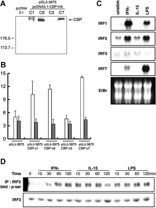 Figure 6. Effects of CBP expression on IL12RB1 promoter activity and IRF3 phosphorylation. (A) RAW264.7 cells were stably integrated with pGL3-3875 of IL12RB1 luciferase construct, together with CBP-HA expression plasmid. Total cellular lysates were prepared from stably integrated clones, and the expression levels of CBP were analyzed by Western blotting using anti-HA mAb. (B) Overexpression of a coactivator protein CBP increases IFN-γ–mediated IL12RB1 transcription. The stably integrated clones shown in panel A were cultured and plated as described for Figure 2B. Cells were left untreated or were treated with either of the following: 10 ng/mL IFN-γ (□), 10 ng/mL IL-15 (▦), or 1 μg/mL LPS (not shown) for 8 hours before lysate preparation and luciferase assays. Basal luciferase activity of untreated cells was generally similar among all the examined clones. Fold inductions are shown. (C) Neither IFN-γ nor IL-15 induces gene expression of IRF3. RAW264.7 cells were left untreated (unstim) or were treated for 4 hours with 1 μg/mL LPS, 10 ng/mL IL-15, or 10 ng/mL IFN-γ. Total RNA was prepared for Northern blot analysis using IRF1, IRF2, IRF3, and IRF7 cDNA probes. Gene expression of the indicated gene and a picture of ethidium bromide (EtBr) are shown. (D) RAW264.7 cells were treated as described for Figure 5A. Total cellular lysates were prepared and immunoprecipitated with anti-IRF3 pAb. The phosphorylation of IRF3 was detected by Western blot analysis using antiphosphoserine mAb. As a control, 10% of each lysate was used to detect IRF3 by anti-IRF3 pAb.