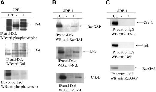 Figure 1. Dok-1 is tyrosine phosphorylated and associates with RasGAP, Nck, and Crk-L after SDF-1α/CXCL12 stimulation. (A) Jurkat cells were left unstimulated (–) or stimulated with SDF-1α/CXCL12 (100 ng/mL) for 5 minutes. Total cell lysates (TCLs) were immunoprecipitated with anti–Dok-1 Ab. Immunoprecipitates (IPs) were immunoblotted with antiphosphotyrosine antibody (upper panel) or anti–Dok-1 Ab (middle panel). As control, IPs were made with control IgG, and immunoblotting was performed with antiphosphotyrosine antibody (lower panel). (B) Immunoprecipitates were immunoblotted with anti-RasGAP, Nck, and Crk-L antibodies. (C) As a control for panel B, IPs with control IgG Ab were immunoblotted with anti-RasGAP, anti-Nck, or anti–Crk-L Abs. (A-C) Results are representative of at least 3 experiments. WB indicates Western blot.