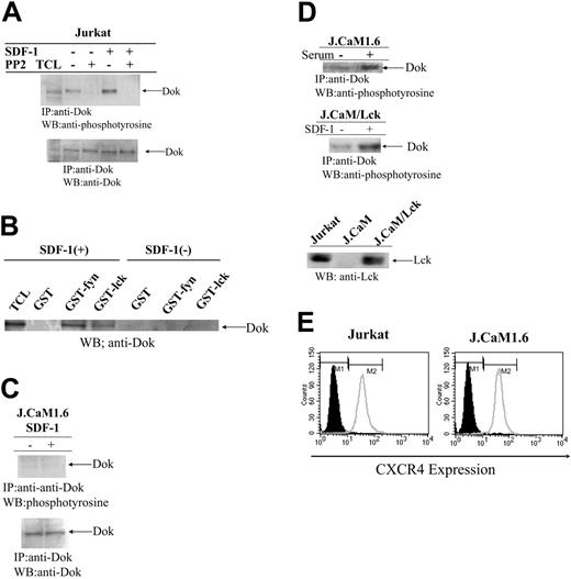 Figure 2. Dok-1 phosphorylation in response to SDF-1α/CXCL12 is blocked by src kinase inhibitor PP2, and Dok-1 is not phosphorylated in the Lck-deficient T-cell line J.CaM1.6. (A) Jurkat cells were pretreated with src kinase inhibitor PP2 (10 μM) for 30 minutes and were left unstimulated or stimulated with SDF-1α/CXCL12 at 100 ng/mL for 5 minutes. Cell lysates were immunoprecipitated with anti–Dok-1 Ab and were immunoblotted with antiphosphotyrosine (top panel) or anti–Dok-1 Ab (bottom panel). (B) Cells were stimulated with or without SDF-1, and cell lysates were incubated with agarose-conjugated GST, GST-fyn, or GST-lck and immunoblotted with anti-Dok Ab. (C) Total cell lysates from J.CaM1.6 cells were immunoprecipitated with anti–Dok-1 Ab and then immunoblotted with antiphosphotyrosine (top panel) or anti–Dok-1 Ab (bottom panel). (D) J.CaM1.6 cells were unstimulated or stimulated with serum. Cell lysates were incubated with anti–Dok Ab and were immunoblotted with antiphosphotyrosine Ab (top panel). J.CaM1.6 cells were unstimulated or stimulated with SDF-1. Cell lysates were incubated with anti-Dok Ab and immunoblotted with antiphosphotyrosine Ab (middle panel). Cell lysates of Jurkat, J.CaM1.6, and J.CaM/Lck were immunoblotted with anti-Lck Ab (bottom panel). (E) CXCR4 expression on Jurkat and J.CaM1.6 cells. Cells were fixed with 1% paraformaldehyde PBS. Cells were incubated with anti-CXCR4 mAb or normal mouse IgG and were stained with FITC-conjugated secondary Ab and analyzed by flow cytometry. (A-E) Results in each panel are representative of at least 3 experiments each.