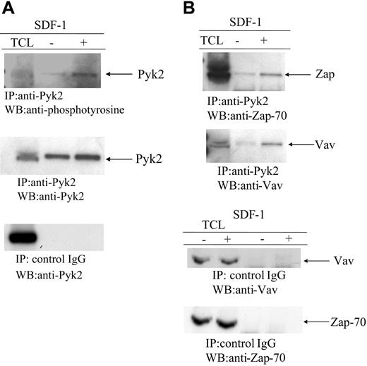 Figure 3. Pyk2 is tyrosine phosphorylated and associates with Zap-70 and Vav in Jurkat cells in response to SDF-1α/CXCL12. Cells were treated without and with SDF-1/CXCL12. (A) Pyk2 was immunoprecipitated from cell lysates of nonstimulated or SDF-1α/CXCL12–stimulated cells and was analyzed by Western blotting with antiphosphotyrosine (bottom panel) and Pyk2 (middle panel). As a control, control IgG–immunoprecipitated lysates were immunoblotted with anti-PyK2 Ab (bottom panel). (B) Anti-PyK2 (top two panels) or control IgG (bottom two panels) immunoprecipitates were immunoblotted with anti–Zap-70 or Vav Ab. (A-B) Results are representative of at least 3 experiments.