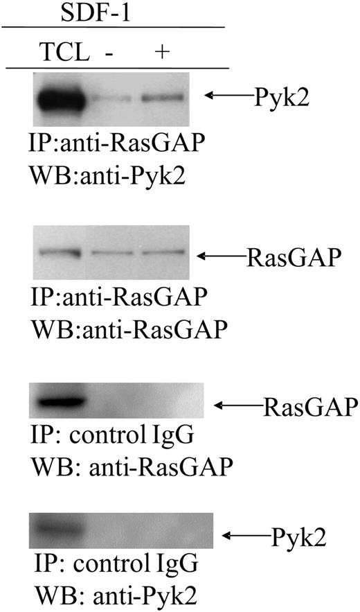 Figure 4. SDF-1α/CXCL12 induces RasGAP association with Pyk2 in Jurkat cells. RasGAP immunoprecipitates were analyzed by Western blotting with anti-Pyk2 or anti-RasGAP Ab. Shown are results of 1 of 3 representative experiments. IP controls for RasGAP and PyK2 are shown in the bottom two panels. The total amount of PyK2 did not change after treatment with SDF-1, similar to the results noted in Figure 3A.