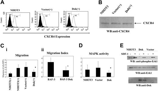 Figure 5. Influence of Dok-1 overexpression on SDF-1α/CXCL12–induced chemotaxis and activation of MAPK activity. (A) CXCR4 expression on NIH3T3 cells transfected with GFP-tagged full-length Dok-1 or with empty vector. Dok or vector-transfected NIH3T3 cells were incubated with anti-CXCR4 Ab or normal mouse IgG, stained with FITC-conjugated secondary Ab, and analyzed by flow cytometry. (B) CXCR4 protein from cell lysates of Dok or vector-transfected cells as assessed after immunoblotting with anti-CXCR4 Ab. (C) Chemotaxis in response to SDF-1α/CXCL12. (Ci) NIH3T3 cells were transfected with GFP-tagged full-length Dok-1 or with empty vector. Cell migration was analyzed in 48-well chemotaxis chambers. After sorting GFP+ cells, 8000 cells were placed in the upper chambers. Three to 4 hours later, cells were stained using the DiffQuik kit, and the migrating cells were counted under high-power fields (× 400). Data represent the arithmetic mean ± SEM of 4 experiments. *P < .05 compared with control vector. (Cii) Baf3 cells were transfected with full-length Dok-1. Cell migration was analyzed with chemotaxis chambers. Cells (2 × 105) input cells were placed in the upper chamber, and migrated cells were counted by fluorescence-activated cell sorter (FACS). Data represent the arithmetic mean ± SEM of 3 experiments. (D) MAPK activity. NIH3T3 cells were transfected with expression vector encoding Dok-1 or empty vector. Cells were stimulated with or without SDF-1α/CXCL12. Cells were fixed and stained with phospho-ERK1 Ab. MAPK activity was analyzed by flow cytometry. Data represent the arithmetic mean ± SEM of 5 experiments. *P < .05 compared with control vector. (E) Phosphorylation of ERK-1. Dok or vector-transfected NIH3T3 cells were stimulated with SDF-1/CXCL12. Cell lysates were immunoblotted with anti-phospho Erk-1 Ab, Erk-1 Ab, or Dok Ab. Data represent results of 1 of 3 similar experiments.