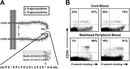 Figure 1. Selectin ligands on CB-CD34+ cells. (A) Structure of PSGL-1. PSGL-1 is homodimeric membrane mucin. A short N-terminal segment (residues 42-59; encircled) is critical for P-selectin binding. It includes 3 tyrosine residues that can be sulfated (underlined) and an important O-glycan (Thr57) that carries the tetrasaccharide sLex (shaded area). (B) Binding of P- and E-selectin on CB-CD34+ cells is heterogeneous. Dot plots depict CD34 staining and P- or E-selectin binding in CB- and mobilized peripheral blood (mPB) mononuclear cells (MNCs). Numbers indicate the percentage of CD34+ cells binding selectins (right quadrants) or not (left quadrants). Note that while all CD34+ cells from mPB bind P-selectin, a subset of CB-CD34+ cells does not bind P-selectin. Binding of E-selectin is heterogeneous in both CB and mPB CD34+ cells.