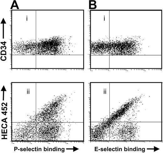 Figure 2. CB-CD34+ cells that do not bind selectins are negative for sLex expression. Cord blood cells were stained for CD34, sLex (clone HECA-452), and assayed for (A) P-selectin or (B) E-selectin binding. Shown is a representative experiment of 6.
