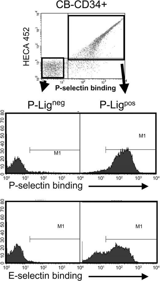 Figure 3. CB-CD34+ cells that do not bind P-selectin are also negative for E-selectin ligands. CB-CD34+ cells were sorted on the basis of P-selectin binding (P-Ligneg and P-Ligpos) using the gates shown in the upper panel. Sorted cells were then analyzed for P- or E-selectin binding. Shown is a representative experiment of 3. Note that many cells that bound to P-selectin did not interact with E-selectin.