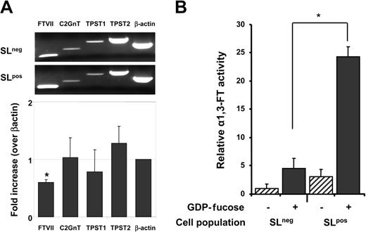 Figure 4. Reduced expression of the FucTVII gene and reduced fucosyltransferase activity in SLneg cells. Cultured CB-CD34+ cells were sorted on the basis of P-selectin binding and sLex expression. (A) RNA was extracted for RT-PCR analyses. The bar graph shows the ratio ± SEM of mRNA levels in SLneg/SLpos for each of the genes indicated. Data were normalized for β-actin expression. *P = .003 compared with the β-actin control; n = 4 independent experiments. (B) Cell lysates were assayed for FucT activity. Controls were performed in the absence of a fucose donor (GDP-fucose; hatched bars) for each cell population. Bars represent mean ± SEM. *P = .001, n = 4 independent experiments.