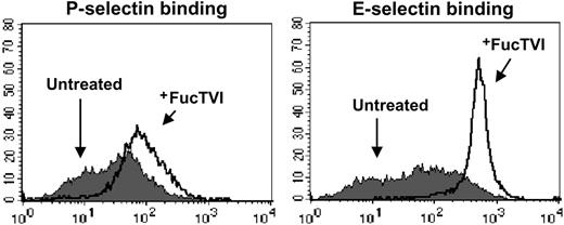 Figure 5. Treatment with recombinant human fucosyltransferase VI enhances P- and E-selectin binding activity in CB-CD34+ cells. Purified CB-CD34+ cells were treated with rhFucTVI for 40 minutes at 37°C in the presence of GDP-fucose (+FucTVI, open histograms) or left untreated (filled histograms) and then analyzed for both P- and E-selectin binding. See Table 1 for complete data and statistics.