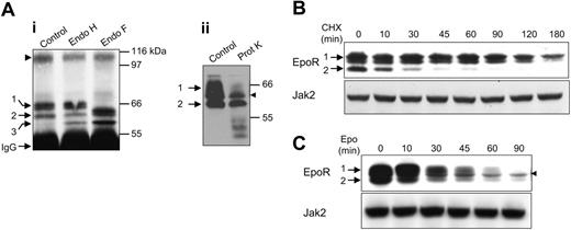 Figure 2. Degradation kinetics of the EpoR in Epo-starved cells and Epo-stimulated cells. (A) Characterization of the EpoR forms. (i) EpoR immunoprecipitates from Epo-starved UT-7 cells were incubated for 18 hours at 37°C with endoglycosidase H (Endo H), endoglycosidase F (Endo F), or deglycosylation buffer alone (control) as previously described.29 (ii) Whole UT-7 cells were incubated for 45 minutes at 4°C without or with 100 μg/mL proteinase K (Prot K), then were washed, and solubilized in electrophoresis sample buffer. Proteins were then analyzed by Western blot using C-20 anti-EpoR antibodies. (B) Stability of the EpoR proteins in Epo-starved cells. UT-7 cells were incubated with cycloheximide to block protein synthesis. Cells were sampled at the indicated times, and whole cell extracts were analyzed by Western blot using C-20 anti-EpoR or anti-Jak2 antibodies. (C) Stability of the EpoR proteins in Epo-stimulated cells. UT-7 cells were preincubated with cycloheximide for 15 minutes. Cells were then stimulated with 10 U/mL Epo for the indicated times, and whole cell extracts were analyzed by Western blot using C-20 anti-EpoR (top) or anti-Jak2 (bottom) antibodies. The number 1 indicates mature form of the EpoR; IgG, the heavy chains of the immunoprecipitating antibodies; 2, maturing form of the EpoR; 3, deglycosylated EpoR; and arrowhead, nonspecific bands.