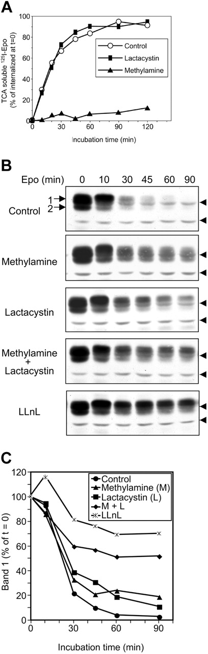 Figure 3. Degradation of internalized Epo and of EpoR. (A) UT-7 cells were preincubated for 15 minutes at 37°C with 10 mM methylamine (▴), 25 μM lactacystin (▪), or vehicles alone (○). 125I-Epo was then added to a final concentration of 1 nM, and the incubation was continued for 30 minutes. The cells were then chilled with 10 vol ice-cold phosphate-buffered saline (PBS) and washed to remove unbound 125I-Epo. Internalized 125I-Epo was determined by acid wash of the cells. For this experiment, this value was 2541 cpm for 106 control cells, 2485 cpm for 106 lactacystin-treated cells, and 2196 cpm for 106methylamine-treated cells. After washing, the cells were further incubated at 37°C with the previously used inhibitors and 50 nM unlabeled Epo to prevent 125I-Epo reassociation with the EpoR. At the indicated times, incubation medium aliquots were sampled, TCA was added to a final concentration of 15%, and the radioactivity of TCA-soluble fractions was measured. (B) Kinetics of EpoR degradation in Epo-stimulated cells. UT-7 cells were preincubated for 15 minutes with cycloheximide alone (control) or in combination with methylamine and/or lactacystin or LLnL as indicated and were stimulated with 10 U/mL Epo for the indicated times. Whole cell extracts were then analyzed by Western blot using C-20 anti-EpoR antibodies. Arrowheads indicate nonspecific bands. (C) Densitometric scanning of the experiment presented in panel B. After scanning, the intensity of band 1 was determined using the ImageJ software. For each inhibitor, the intensity of band 1 at t = 0 was set at 100%, and the intensity of this band at later incubation times was expressed relative to this value.