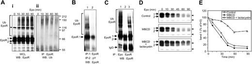 Figure 5. Ubiquitination and degradation of the EpoR intracellular domain occur at the cell surface. (A) Epo-induced ubiquitination of the EpoR. UT-7 cells were incubated for 105 minutes with 50 μM LLnL, and 10 U/mL Epo was added to cell samples after 15, 45, 75, or 95 minutes of incubation with LLnL. Cells were thus incubated for the same time (105 minutes) with LLnL and for the indicated times with Epo. At the end of the incubation, whole cell lysates (WCL) were analyzed by Western blot (WB) using C-20 anti-EpoR antibodies (i), and C-236 anti-EpoR immunoprecipitates were analyzed using antiubiquitin (Ub) antibodies (ii). Numbers 1 and 2 indicate the mature and maturing forms of the EpoR, respectively; bracket, ubiquitinated EpoRs; arrowheads, nonspecific bands. (B) Tyrosine-phosphorylated EpoRs are ubiquitinated. UT-7 cells were preincubated for 15 minutes with LLnL and incubated for 10 minutes with 10 U/mL Epo (lane 1) or without Epo (lane 2). Cell lysates were prepared, and EpoRs were immunoprecipitated using C-236 anti-EpoR antibodies. Immunoprecipitates were dissociated by boiling in buffer containing 1% SDS and 50 mM DTT. DTT was removed by chromatography through Sephadex G50 using spin columns, and phosphotyrosine-containing proteins were immunoprecipitated. Immunoprecipitated proteins were analyzed by Western blot using C-20 anti-EpoR antibodies. (C) Ubiquitination of cell surface EpoRs. UT-7 cells were preincubated for 15 minutes with LLnL and stimulated for 10 minutes with 10 U/mL Epo. After washing to remove free Epo, cells were incubated for 30 minutes at 4°C with anti-Epo antibodies and washed to remove unbound antibodies. Cells were then solubilized, and immune complexes were recovered using protein G Sepharose beads (lane 1). As controls, EpoRs were immunoprecipitated with C-236 anti-EpoR antibodies from cells pretreated with LLnL for 15 minutes and stimulated (lane 3) or not (lane 2) for 10 minutes with 10 U/mL Epo. All immunoprecipitates were analyzed by Western blots using anti-EpoR antibodies. Symbols are as in panel A. (D) Proteasome-mediated EpoR degradation in methyl β cyclodextrine (MBCD)–treated cells. UT-7 cells were preincubated for 30 minutes with cycloheximide to prevent replacement of degraded EpoRs by newly synthesized receptors, either alone (control) or in combination with MBCD to prevent internalization or MBCD and lactacystin to inhibit both internalization and proteasome activity. Cells were then stimulated with 10 U/mL Epo, and whole cell lysates were prepared at the indicated times and analyzed by Western blotting using C-20 anti-Epo antibodies. Symbols are as in panel A. (E) Densitometric scanning of the experiment presented in panel D. After scanning, the intensity of band 1 was determined using the ImageJ software. For each panel, the intensity of band 1 at t = 0 was set at 100%, and the intensity of this band at later incubation times was expressed relative to this value.