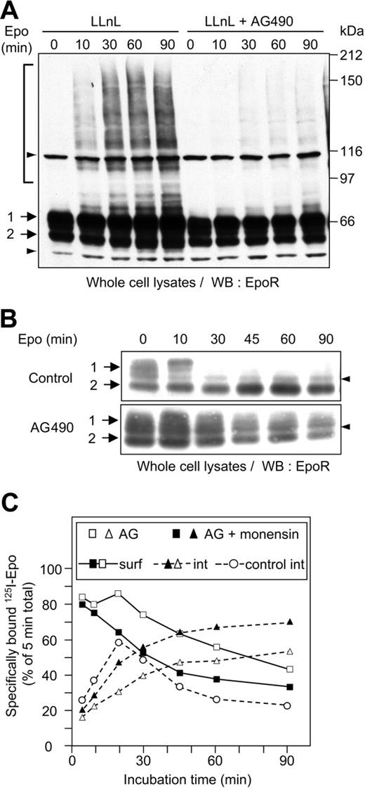 Figure 6. Jak2 activity is required for EpoR ubiquitination and targeting to the lysosomes. (A) Effect of Jak2 inhibition on EpoR ubiquitination. UT-7 cells were preincubated for 15 minutes with LLnL in the presence or absence of AG490 and were stimulated with Epo for the indicated times. Whole cell extracts were analyzed by Western blot using C-20 anti-EpoR antibodies. Number 1 indicates mature EpoR; 2, maturing EpoR; bracket, ubiquitinated EpoRs; arrowheads, nonspecific bands. (B) Effect of Jak2 inhibition on EpoR stability. UT-7 cells were preincubated with AG490 for 15 minutes and stimulated with Epo for the indicated times. Whole cell extracts were analyzed by Western blot using C-20 anti-EpoR antibodies. (C) Effect of Jak2 inhibition on Epo/EpoR trafficking. UT-7 cells were preincubated with AG490 (AG) alone (open symbols) or with AG490 and monensin (closed symbols) for 15 minutes before stimulation with 1 nM 125I-Epo. At the indicated times, cells were sampled for the determination of cell surface–associated radioactivity (squares, unbroken lines) and internalized radioactivity (triangles, dashed lines). Internalized radioactivity in control cells incubated without inhibitor is also indicated (open circles, dashed lines).