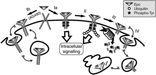Figure 7. Mechanisms of EpoR down-regulation during Epo stimulation. Upon Epo binding, Jak2 (not represented) and the EpoR are tyrosine-phosphorylated, triggering intracellular signaling (Ia). At the cell surface, the receptor is ubiquitinated (II), allowing for recognition by the proteasome and degradation of the cytoplasmic tail (III). This degradation process removes the part of the receptor carrying all of the phosphorylated tyrosine residues of the intracellular domain, preventing further signal transduction. The cleaved receptor is then internalized and degraded in the lysosomes (IV). When Jak2 activation is prevented by the inhibitor AG490 (Ib), the receptor is neither phosphorylated nor ubiquitinated. Epo-EpoR complexes are still efficiently internalized, but no degradation occurs and the complexes recycle to the surface.
