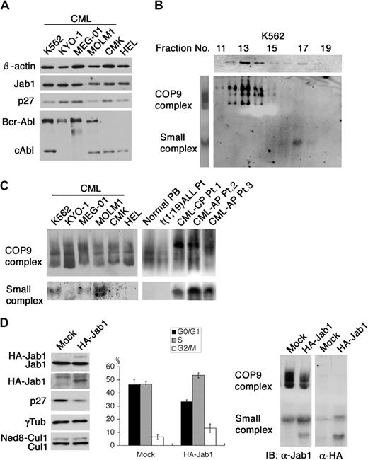 Figure 1. Characterization of the Jab1-containing complexes in hematopoietic cell lines. (A) Equal amounts of cell lysate from CML cell lines (K562, KYO-1, MEG-01, and MOLM1) and non-CML cell lines (CMK and HEL) were analyzed by immunoblotting using antibodies against Jab1, p27, Abl, and β-actin. (B) Lysate from K562 was fractionated through a 10% to 40% glycerol gradient by centrifugation at 27 000 rpm for 24 hours at 4°C. Each fraction was analyzed by immunoblotting using antibody against Jab1 (first row). Direct lysates (second row, left) or the same fractions used in the upper panels (second row, right) were separated by nondenaturing gel electrophoresis (native-PAGE) and analyzed by immunoblotting using antibody against Jab1. (C) Cell lysates extracted from several CML cell lines and primary cells from patients with CML in chronic phase (CML-CP) and accelerated phase (CML-AP) as well as non-CML cell lines and other primary cells were separated by native-PAGE and analyzed by immunoblotting using antibody against Jab1. (D) K562 cells were electroporated with a mock vector and an HA-tagged Jab1 expression vector together with a neo marker–containing plasmid. After G418 selection, cell lysates were separated by SDS-PAGE (left panels) and native-PAGE (right panels), and analyzed by immunoblotting using antibodies against Jab1, HA-epitope, p27, γ-tubulin, and Cul1. The cell-cycle distributions of the GFP-positive cells were analyzed using a flow cytometer after staining with Hoechst 33342. The averages of 3 independent experiments and standard deviations are shown.
