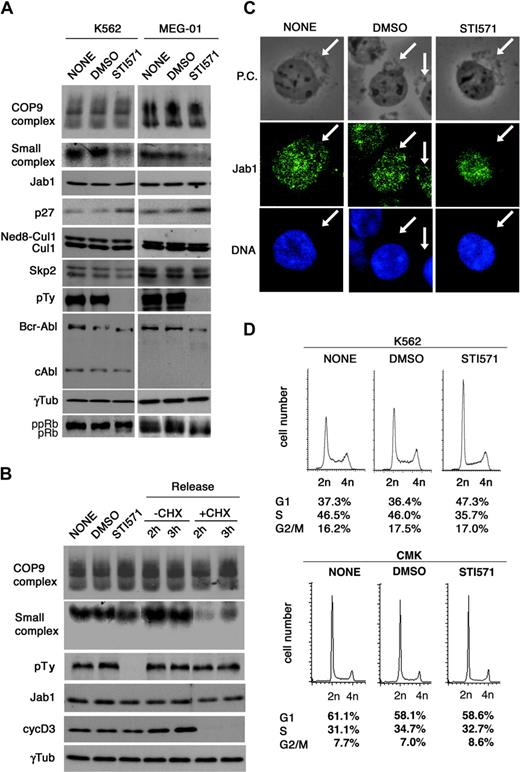 Figure 2. Bcr-Abl kinase regulates the small Jab1 complex in CML cells. (A) K562 cells and MEG-01 cells were treated with DMSO and STI571 (5 μM) for 8 hours. After 8 hours, cell lysates were separated by native-PAGE (first and second rows) and SDS-PAGE (third to bottom rows), and analyzed by immunoblotting using antibodies against Jab1, p27, Cul1, Skp2, phosphotyrosine (pTy), Abl, γ-tubulin, and pRb. (B) K562 cells were treated with DMSO and STI571 for 8 hours (second and third lanes). After 8 hours, STI571 was washed out and cells were resuspended in culture medium with and without cycloheximide. Lysates from cells harvested at the indicated times (fourth to seventh lanes) were separated by native-PAGE (first and second rows) and SDS-PAGE (third to sixth rows), and analyzed by immunoblotting using antibodies against Jab1, phosphotyrosine, cyclin D3, and γ-tubulin. (C) K562 cells were treated with DMSO and STI571 for 8 hours, cytocentrifuged, and fixed with 4% paraformaldehyde for 10 minutes. The fixed cells were immunostained using antibody to Jab1 (second row) and DNA was visualized with Hoechst 33342 (third row). The image was acquired using an Olympus IX 71 microscope (Olympus, Tokyo, Japan) equipped with a Cool SNAP color digital camera (Roper Scientific, Tucson, AZ). Fluorescence images were electronically recorded with Meta Com software (Universal Imaging, Downingtown, PA). Original magnification × 400. The cytoplasmic boundaries are shown with arrows. P.C. indicates phase-contrast. (D) K562 and CMK cells were treated with DMSO and STI571 for 8 hours. Cells were harvested and stained with PI, and the cell-cycle profile was analyzed using a flow cytometer. Representative histograms for each cell and the distribution of the cells are shown.