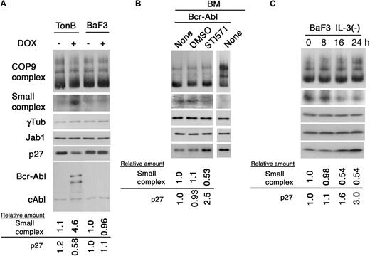 Figure 3. Ectopic expression of Bcr-Abl induced the small Jab1 complex. (A) TonB cells, able to express Bcr-Abl on addition of tetracycline or its analog doxycycline, and parental cells, BaF3, were cultured with and without doxycycline in the absence of IL-3 for 24 hours. After 24 hours of incubation, cell lysates were separated by native-PAGE (first and second rows) and SDS-PAGE (third to sixth rows), and analyzed by immunoblotting using antibodies against Jab1, γ-tubulin, p27, and Abl. The relative amounts of the small Jab1 complex and p27 are presented as the ratio of the small Jab1 complex–γ-tubulin and p27–γ-tubulin and calculated with the level of untreated BaF3 cells as 1.0. (B) Murine bone marrow cells were infected with the MSCV-p210Bcr-Abl-IRES-GFP retrovirus and plated in liquid culture. Transformed bone marrow cells were cultured with and without STI571 for 8 hours. After 8 hours of treatment, cell lysate was separated by native-PAGE (first and second rows) and SDS-PAGE (third to fifth rows), and analyzed by immunoblotting using antibodies against Jab1, γ-tubulin, and p27. The relative amounts of the small Jab1 complex and p27 are presented as the ratio of the small Jab1 complex–γ-tubulin and p27–γ-tubulin and calculated with the level of untreated bone marrow cells expressing Bcr-Abl as 1.0. BM indicates bone marrow cells. (C) BaF3 cells, which were routinely maintained in IL-3, were cultured in the absence of IL-3. At the indicated times, cells were harvested and the cell lysates were separated by native-PAGE (first and second rows) and SDS-PAGE (third to fifth rows), and analyzed by immunoblotting using antibodies against Jab1, γ-tubulin, and p27. The relative amounts of the small Jab1 complex and p27 are presented as the ratio of the small Jab1 complex–γ-tubulin and p27–γ-tubulin and calculated with the level of untreated BaF3 cells as 1.0.