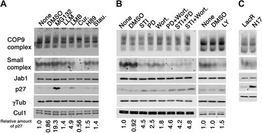 Figure 4. Bcr-Abl induces the small Jab1 complex through MAPK and PI3K pathways. (A) K562 cells were treated with the chemicals indicated at the top of panel A for 8 hours. Cell lysates were analyzed by native-PAGE (first and second rows) and SDS-PAGE (third to sixth rows), followed by immunoblotting using antibodies against Jab1, p27, γ-tubulin, and Cul1. The relative amounts of p27 are presented as the ratio of p27–γ-tubulin and calculated with the level of untreated K562 cells as 1.0. Cur. indicates curcumin; Stau., staurosporine. (B) K562 cells were treated with DMSO, STI571 (STI), PD-98059 (PD), Wortmannin (Wort.), and the mixture of chemicals indicated for 8 hours. Cell lysates were separated by native-PAGE (first and second rows) and SDS-PAGE (third to sixth rows) and analyzed by immunoblotting using antibodies against Jab1, p27, γ-tubulin, and Cul1. The relative amounts of p27 are presented as the ratio of p27–γ-tubulin and calculated with the level of untreated K562 cells as 1.0. (C) K562 cells, able to produce a dominant-negative form of Ras (N17) on addition of IPTG, were treated with IPTG for 24 hours. Cell lysates were separated by native-PAGE (first and second rows) and SDS-PAGE (third to fifth rows), and analyzed by immunoblotting using antibodies against Jab1, p27, and γ-tubulin.
