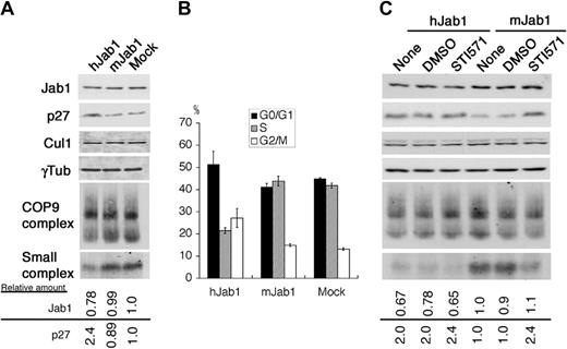 Figure 5. The small Jab1 complex is required for down-regulation of p27 in K562 cells. (A) K562 cells were transfected with the siRNA expression vectors indicated at the top of the panel together with the GFP expression vector. After 60 hours of transfection, cell lysates were separated by SDS-PAGE (first to fourth rows) and native-PAGE (fifth and sixth rows), and analyzed by immunoblotting using antibodies against Jab1, p27, Cul1, and γ-tubulin. The relative amounts of Jab1 and p27 are presented as the ratio of Jab1–γ-tubulin and p27–γ-tubulin and calculated with the level of K562 cells transfected with the empty siRNA expression vector as 1.0. (B) The cell-cycle distributions of the GFP-positive cells in panel A were analyzed using a flow cytometer after staining with Hoechst 33342. The averages of 3 independent experiments are shown. (C) K562 cells transfected with the siRNA expression vectors were treated with DMSO and STI571 for 8 hours. Cell lysates were separated by SDS-PAGE (first to fourth rows) and native-PAGE (fifth and sixth rows), and analyzed by immunoblotting using antibodies to Jab1, p27, Cul1, and γ-tubulin. The relative amounts of Jab1 and p27 are presented as the ratio of Jab1–γ-tubulin and p27–γ-tubulin and calculated with the level of untreated K562 cells transfected with the mJab1 siRNA expression vector as 1.0.