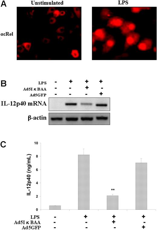 Figure 2. IL-12p40 mRNA accumulation and protein secretion in LPS-stimulated BMDCs is NF-κB dependent. (A) IL-10-/- BMDCs were stimulated with LPS (5 μg/mL) for 30 minutes, and immunofluorescence detecting cRel was performed as described in “Materials and methods.” (B) BMDCs from IL-10-/- mice were infected with the IκB super repressor (Ad5IκBAA) or Ad5GFP (control) and subsequently stimulated with LPS (5 μg/mL). Cells were collected, RNA was isolated, and IL-12p40 mRNA was determined by RT-PCR. (C) IL-12p40 secretion by Ad5IκBAA- and Ad5GFP-infected IL-10-/- BMDCs, stimulated by LPS (5 μg/mL) for 7 hours, as measured in triplicate supernatants by ELISA. All results are representative of 3 independent experiments. Error bars represent SEM; **P < .1.