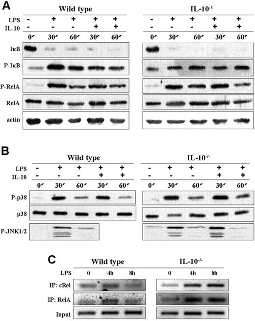 Figure 3. NF-κB signaling and MAP kinase activation in LPS-stimulated BMDCs from WT and IL-10-/- mice. WT and IL-10-/- BMDCs were stimulated with LPS (5 μg/mL) in the presence or absence of IL-10 (10 ng/mL); harvested at 0, 30, and 60 minutes; and Western blot analysis was performed for (A) phospho-IκB (P-IκB) and IκB, phospho-RelA and RelA, and (B) phospho-p38, p38, and phospho-JNK. The results are representative of 4 independent experiments. (C) WT and IL-10-/- BMDCs were stimulated with LPS (5 μg/mL) for 0, 4, and 8 hours. ChIP analysis was performed as described in “Materials and methods.” Briefly, DNA was immunoprecipitated (IP) with cRel or RelA antibody, and PCR was performed with primers specific for the IL-12p40 gene promoter. Input samples show equal loading. Results shown are representative of 3 independent experiments.