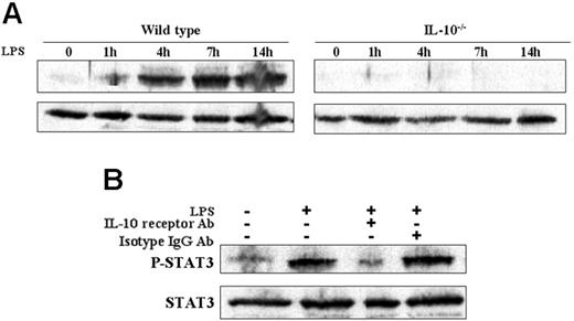 Figure 4. IL-10-dependent LPS-induced STAT3 activation in WT but not IL-10-/- BMDCs. BMDCs from WT and IL-10-/- mice were stimulated with LPS (5 μg/mL) in the presence or absence of IL-10 receptor antibody (30 μg/mL) or an isotype control Ab (30 μg/mL). Subsequently, cells were harvested at various time points and Western blot analysis was performed for (A) phospho-STAT3 and STAT3, (B) phospho-STAT3 and STAT 3 with or without IL-10 receptor blockade. The results are representative of 3 independent experiments.