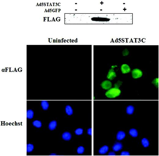 Figure 5. Overexpression of constitutively active STAT3 in IL-10-/- BMDCs. IL-10-/- BMDCs were infected with the constitutively active, FLAG-tagged STAT3 adenovirus (Ad5STAT3C) or Ad5GFP as a negative control. (A) After infection, BMDCs were collected and protein extracts from these cells were subjected to Western blot analysis using FLAG antibody. (B) After infection, cells were fixed with 100% methanol and FLAG expression was detected by immunofluorescence using FLAG antibody, followed by FITC-conjugated goat anti-mouse IgG antibody. The results are representative of 3 independent experiments.