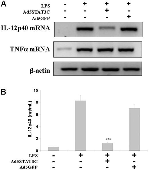 Figure 6. Adenoviral delivery of constitutively active STAT3 in IL-10-/- BMDCs inhibits IL-12p40 mRNA accumulation and protein secretion. IL-10-/- BMDCs were infected with the constitutively active STAT3 adenovirus (Ad5STAT3C) or the control Ad5GFP and subsequently stimulated with LPS (5 μg/mL). (A) Cells were collected at 4 hours, RNA was isolated, and IL-12p40 and TNFα mRNA accumulation was analyzed by RT-PCR. (B) BMDCs were infected as described in Figure 6, stimulated with LPS (5 μg/mL) for 7 hours, and IL-12p40 secretion was measured by ELISA in triplicate supernatants. ***P < .005. Results are representative of 2 independent experiments. Error bars represent SEM.