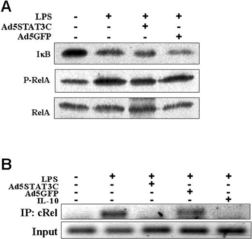 Figure 7. Adenoviral delivery of constitutively active STAT3 in IL-10-/- BMDCs inhibits cRel recruitment to the IL-12p40 gene promoter without affecting the NF-κB pathway. IL-10-/- BMDCs were infected with either Ad5STAT3C or Ad5GFP, or preincubated with IL-10 (10 ng/mL) for 12 hours, and then stimulated with LPS (5μg/mL) for 1 or 4 hours. (A) Protein extracts from infected BMDCs were collected after 1 hour, and Western blot analysis was performed using antibodies for IκB, phospho-RelA, and RelA. (B) Cells were treated for 4 hours as described and cRel recruitment to the IL-12p40 promoter was analyzed by ChIP, as described in “Materials and methods.” The results are representative of 2 independent experiments.