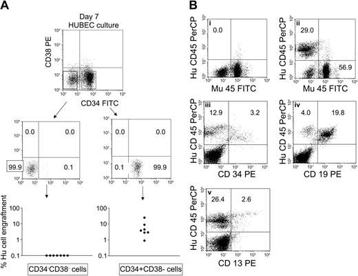 Figure 5. Human SRCs are enriched within the CD34+CD38– subset following expansion divisions. FACS-sorted BM CD34+CD38– cells (4 × 104) were cultured × 7 days with HUBECs + GM36SF. At day 7, the progeny of culture were collected, stained with anti-CD34–FITC and anti-CD38–PE, and flow cytometric analysis and cell sorting was performed. (A) Sterile FACS sorting of day-7 CD34+CD38– and CD34–CD38– cell subsets was performed and each population was collected separately. NOD/SCID mice (N = 7 per group) received transplants of the collected cell subsets and human CD45+ cell engraftment was measured after 8 weeks. SRC activity was detected only within the day-7 CD34+CD38– population, whereas SRC activity was not demonstrable within the day-7 CD34–CD38– subset. (B) Lineage distribution of engrafted human cells is shown within a representative mouse 8 weeks after transplantation with day-7 FACS-sorted CD34+CD38– cells. (Bi) No huCD45+ cell engraftment is demonstrable within a representative mouse that received a transplant of day-7 CD34–CD38– cells. (Bii) huCD45+ cell engraftment is evident in a mouse that received a transplant of day-7 FACS-sorted CD34+CD38– cells. CD34+ progenitor cell engraftment (Biii), CD19+ B-cell differentiation (Biv), and CD13+ myeloid differentiation (Bv) are also shown. PerCP indicates peridinin chlorophyll A protein; and Mu45, murine CD45.
