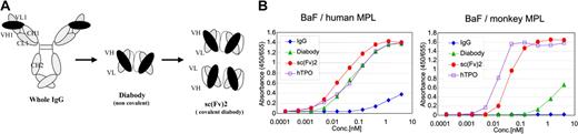 Figure 1. Dramatic conversion of the agonistic activities of VB22B antibody against TPO dependent cells. (A) Structure models of minibodies, diabody, and sc(Fv)2. (B) Proliferative activities of anti-Mpl antibodies, VB22B whole IgG, diabody, sc(Fv)2, and rhTPO on both BaF/human Mpl (left panel) and BaF/monkey Mpl (right panel).