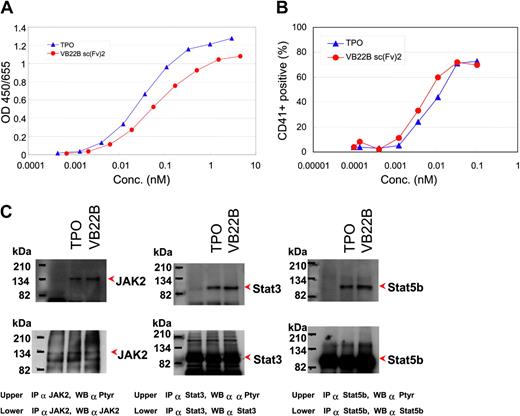 Figure 2. Effect of VB22B sc(Fv)2 on cell proliferation, in vitro megakaryocyte differentiation, and tyrosine phosphorylation. (A) TPO-dependent human cell line. M-07e cell proliferation activity of VB22B sc(Fv)2 or rhTPO was measured by in vitro assay. (B) Megakaryocyte lineage differentiation activity of VB22B sc(Fv)2 or rhTPO against CD34-positive cells was measured by in vitro differentiation assay. (C) Phosphorylations of JAK2 (left panel), STAT3 (middle panel), and STAT5b (right panel) by VB22B sc(Fv)2 or rhTPO stimulation were detected by immunoprecipitation and Western blotting.