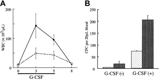 Figure 4. G-CSF hypersensitivity of Tg bone marrow cells. (A) The numbers of white blood cells induced by G-CSF (200 μg/kg/d for 5 days) in Tg mice and their wild-type littermate controls. (B) The peripheral blood progenitor cell numbers in Tg mice and their wild-type littermate controls (n = 2 for each) after G-CSF injection (200 μg/kg/d for 3 days). These data are representative of 3 similar experiments.