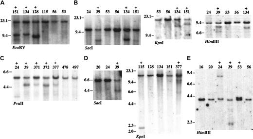 Figure 6. DNA rearrangement at common retroviral integration sites. Southern blot analysis was carried out using 5 μg genomic DNAs extracted from Tg/BXH2 leukemias. The leukemia samples with rearrangements are indicated as + above the sample ID. Restriction enzymes used in each blots are indicated. The size of DNA was indicated in kilobase. (A) Meis1 using the Meis1 3′ probe. Tumors with Meis1 integration at the 3′ region show DNA rearrangement. (B) Dnalc4. (C) Fcgr2b/Fcrl. (D) Con1. (E) Con2.