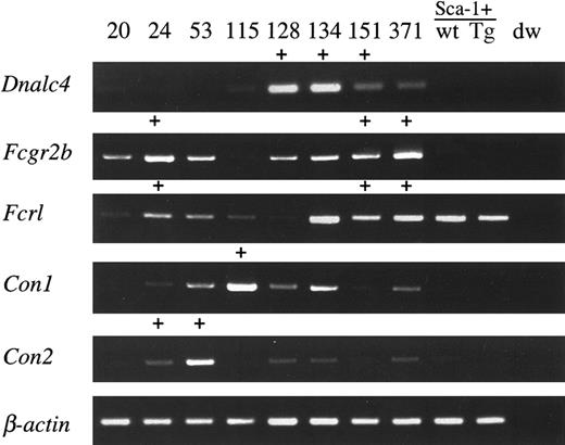 Figure 7. Expression of candidate cooperative genes in NUP98-HOXA9/BXH2 leukemias. RT-PCR analyses of the cooperative genes as indicated. The leukemia samples with retroviral integrations at each loci are indicated as +. Gene expression in Sca-1-enriched bone marrow cells derived from nonleukemic transgenic mice and wild-type littermates were also shown. dw indicates negative control.