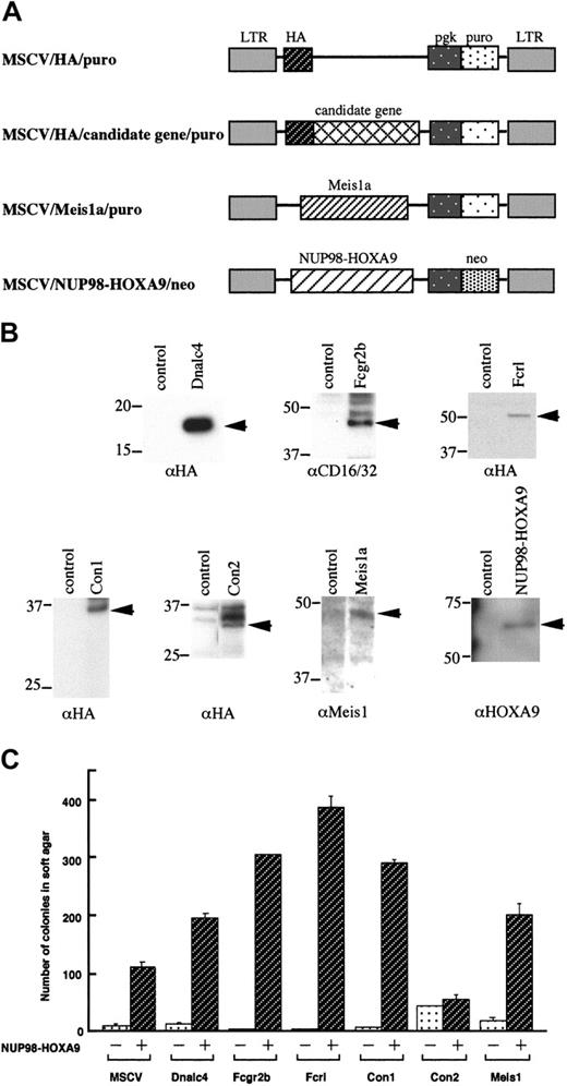 Figure 8. Anchorage-independent growth of NIH 3T3 cells coexpressing NUP98-HOXA9 and cooperative genes. (A) Structure of retroviral constructs for NUP98-HOXA9 and cooperative genes. (B) Western blot analysis. Arrows indicate exogenously expressed proteins detected with the antibodies indicated at the bottom of each panel. (C) The numbers of colonies per 1 × 104 cells seeded were determined 3 weeks after plating in soft agar. Values are the means with standard deviations of 3 experiments. Infected retroviral vectors are indicated at the bottom. Open bars and hatched bars indicate presence of the empty MSCV vector (-) or NUP98-HOXA9 retrovirus (+), respectively.