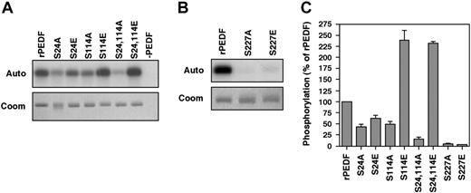 Figure 3. Identification of CK2 and PKA phosphorylation sites of PEDF by site-directed mutagenesis. (A) rPEDF and rPEDF mutants (indicated) were phosphorylated by CK2 as described in “Materials and methods.” Reaction was arrested by sample buffer and samples were subjected to 10% SDS-PAGE. The gel was stained with Coomassie blue (Coom, bottom panel), dried, and subjected to autoradiography (Auto, top panel). (B) rPEDF and rPEDF mutants (indicated) were phosphorylated by PKA as described in “Materials and methods.” Samples were subjected to 10% SDS-PAGE, stained with Coomassie blue (Coom, bottom panel), dried, and subjected to autoradiography (Auto, top panel). (C) Quantitative analysis of the autoradiogram depicted in panels A-B is presented as a mean ± SD of 6 distinct experiments.