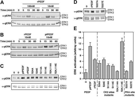 Figure 4. The effect of rPEDF, plPEDF, and the various rPEDF mutants on ERK/MAPK activation in HUVECs. (A) HUVECs were serum starved for 16 hours and then stimulated with different concentrations of rPEDF for the indicated times. Cytosolic extracts (30 μg) were subjected to immunoblotting with anti-pERK (αpERK, top panel) or anti-gERK (αgERK, bottom panel) Abs. The positions of ERK2 and ERK1 are indicated. (B) HUVECs were serum starved for 16 hours and then stimulated with rPEDF (10 nM) or with plPEDF (10 nM) for the indicated times. Cytosolic extracts (30 μg) were subjected to immunoblotting with anti–phospho ERK Ab (pERK, top panel) or with anti–general ERK Ab (gERK, bottom panel). (C-D) HUVECs were serum starved for 16 hours and then stimulated with rPEDF (10nM), plPEDF (10 nM), or with the various rPEDF mutants (10 nM) for 15 minutes. Cytosolic extracts (30 μg) were subjected to immunoblotting as described in panel A. (E) Quantitative analysis of immunoblots depicted in panels C-D is presented as a mean ± SD of 5 distinct experiments.