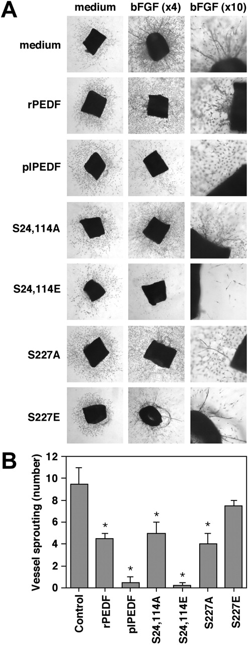 Figure 6. The antiangiogenic activity of the various rPEDF forms on bFGF-induced vessel sprouting in the ex vivo aortic ring assay. (A) Aortic rings from BALB/C mice embedded in collagen matrix were exposed to rPEDF, plPEDF, S24, 114A mutant, S24, 114E mutant, S227A mutant, or S227E mutant (10 nM) in the presence or absence of bFGF (50 ng/mL) in the serum-free BIO-MPM-1 medium. Control rings were treated with serum-free BIO-MPM-1 medium or with bFGF (50 ng/mL). Following 10 days of incubation, rings were fixed and stained with crystal violet (0.02%) to illustrate sprouting and vessel formation. Representative micrographs of ring of each arm of the experiment are shown. Micrographs were taken using inverted microscope (Nikon TE 2000U) connected to DUC camera under × 4 and × 10 objective. (B) Quantitative analysis of the assay described in panel A is presented as a mean ± SD of 6 distinct experiments. Student t test was used to analyze statistical significance of the differences between rings treated with bFGF and rings treated with the combination of bFGF and the various PEDF forms (*P < .01).