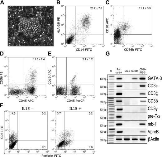 Figure 7. Development of myeloid, NK, and B cells from hES cell–derived CD34+ cells. CD34+ cells were cultured on MS-5 stromal cells as described in “Materials and methods.” (A) CD34+ cells gave rise to phase-dark cobblestone-shaped colonies underneath the stroma starting from day 7 of coculture. Image captured with an inverted Leica DM1RB microscope (Leica Microsystems), using 20 × objective with numerical aperture 0.3 and acquired through Spot RT camera and Spot software (Diagnostic Instruments). (B-F) Phenotype of the cells generated after 21 days of CD34+/MS-5 coculture. Flow cytometric analysis demonstrated the presence of CD14+HLA-DR+ macrophages (B) and CD66b+CD10+ mature granulocytes (C) within the CD45+ gated population. In addition, CD56+CD45+ NK cells (D) and CD19+CD45+ B-cell precursors (E) were evident. Numbers in the upper right corner indicate percentages of positive cells in the corresponding quadrant (mean ± SD of 4 experiments; H1 = 2, H9 = 2). (F) IL-15–induced expression of perforin in CD56+ cells. CD34+ cells were cultured on MS-5 cells without (left panel) or with IL-15 (right panel). Cells were stained with CD56-PE and CD45-APC mAbs followed by permeabilization and staining with perforin-FITC mAbs. Dot plots represent CD45+ gated cells. (G) Analysis of gene expression in isolated CD34+ cells and cells after 21 days of CD34+/MS-5 coculture by RT-PCR. Positive controls are as follows: human bone marrow (GATA-3); peripheral blood lymphocytes (CD3ϵ, CD3δ, CD3γ, CD3ξ); thymus (pre-Tα); fetal liver (mb-1, VpreB). Transcripts of the studied genes were not amplified from MS-5 cells alone. M indicates DNA markers (100-bp ladder).