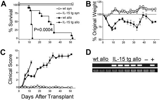 Figure 2. Deregulation of endogenous IL-15 increases the mortality and morbidity from acute GVHD. B6 or B6D2F1 mice received transplants of 5 × 106 wt B6 splenic T cells and 1 × 107 BM cells from either wt B6 or IL-15 tg B6 mice. (A) Survival of wt B6D2F1 mice receiving IL-15 tg B6 allogeneic (IL-15 tg allo, •,n = 12) or wt B6 allogeneic BM cells (wt allo, ▪, n = 15); P = .0004. Survival of wt B6 mice receiving IL-15 tg B6 syngeneic (IL-15 tg syn, ○, n = 7) or wt B6 syngeneic (wt syn, □, n = 7) BM cells. Data represent combined results from 2 independent experiments. (B-C) Mice from each group described in panel A were weighed and scored for clinical GVHD as described in “Materials and methods.” Data are representative of results (mean ± SE) from 2 similar experiments. (D) Upper panel: IL-15 transgene expression in bone marrow of recipients of IL-15 tg B6 allogeneic BM cells. Positive control (+) cDNA was prepared from a known IL-15 tg B6 mouse, and negative control cDNA (-) was prepared from a wt B6 mouse. Lower panel: sample integrity was established by polymerase chain reaction (PCR) amplification of 18s cDNA.