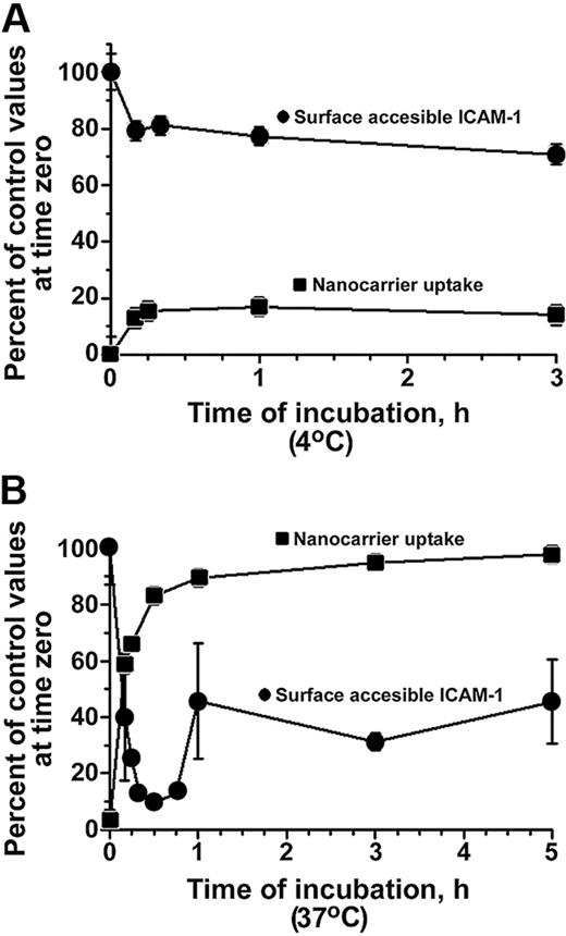 Figure 1. ICAM-1 reappears on HUVEC surface after internalization of anti-ICAM nanocarriers. Kinetics of FITC-labeled anti-ICAM/NC internalization (uptake, squares) and accessibility of ICAM-1 on EC surface to 125I-labeled anti-ICAM (circles) were evaluated in cyclohexamide-treated HUVECs at 4°C (A) or at 37°C (B). Cells were activated with TNF-α in all experiments shown in the figures. Data represent M ± SEM for n = 9 wells from 3 independent experiments.