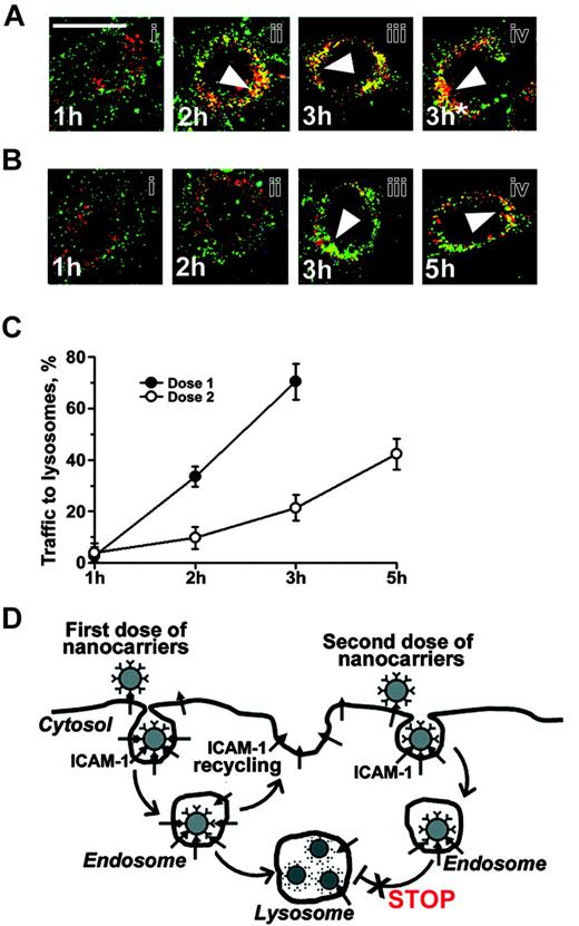 Figure 4. Decelerated intracellular traffic of second dose of anti-ICAM nanocarriers. Cells prelabeled with Texas Red dextran were incubated with FITC-labeled anti-ICAM/NCs (A) or nonlabeled anti-ICAM/NCs (B) for 1 hour at 4°C, warmed to 37°C after washing of nonbound materials, incubated for indicated time at 37°C, and counterstained with secondary labeled antibodies, which would stain surface-bound nanocarriers in blue. The first dose was followed by the same dose of FITC-labeled anti-ICAM/NCs at the indicated time (B). The absence of blue staining in panels A and B indicates that both first and second doses are internalized. Yellow color shows colocalization (arrowhead) of anti-ICAM/NCs with red-labeled lysosomes. Bar = 10 μm. (C) Anti-ICAM/NC colocalization with lysosomes is plotted as a function of time after internalization of the corresponding dose. Data are M ± SEM for n > 10 cells from 2 independent experiments. (D) Schema of recurrent intracellular traffic and deceleration of lysosomal delivery of the second dose of anti-ICAM/NCs.