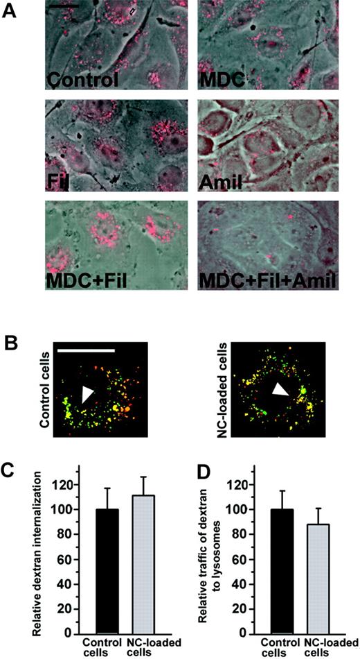 Figure 5. Loading cells with anti-ICAM nanocarriers does not affect endocytosis and trafficking of dextran. (A) Internalization of a fluid phase marker, fluorescent Texas Red dextran, by either control HUVECs or cells treated with pharmacological inhibitors of internalization by clathrin-coated pits (MDC), caveoli (Filipin = Fil), or macropinocytosis (Amiloride = Amil). Note that TR dextran enters cells via diverse endocytic pathways. (B) HUVECs, either control or preloaded with a saturating dose anti-ICAM/NCs, were incubated with TR dextran and traffic to lysosomes was tested. Yellow color (arrowhead): colocalization of TR dextran with lysosomes labeled in green by FITC–anti–LAMP-1 (control cells) or FITC–anti-ICAM/NCs (particle-loaded cells). Bar = 10 μm. (C) The number of TR dextran-labeled endocytic vesicles per cell and (D) percent of these localizing to lysosomal compartments was determined by fluorescence microscopy. Data are M ± SEM from n > 10 cells.
