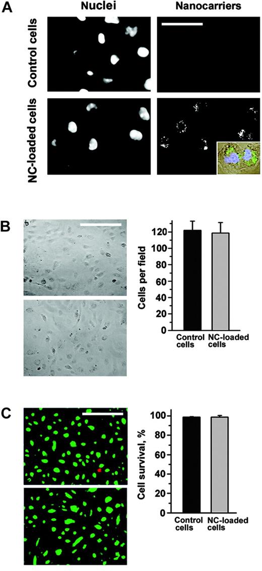 Figure 6. Anti-ICAM nanocarriers do not compromise endothelial cell viability. Both control and FITC–anti-ICAM/NC–treated HUVECs were maintained in culture for 48 hours. (A) Cells, visualized by nuclear staining with DAPI (4′6-diamidino-2-phenylindole 2HCl), retain intracellular anti-ICAM/NCs, which distribute between dividing cells (inset). Bar = 30 μm. (B) The morphology of the HUVEC monolayer and cell number is not affected by anti-ICAM/NC retention in cells. Magnification bar = 50 μm. (C) Intracellular anti-ICAM/NCs do not affect HUVEC survival revealed by fluorescent staining of alive (green) and dead (red) cells. Bar = 50 μm. Data are M ± SEM from at least 500 cells per condition.